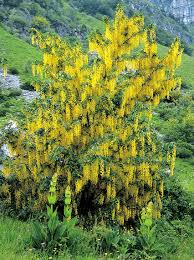Fiori a grappoli gialli verdognoli : Https Www Regione Piemonte It Web Sites Default Files Media Documenti 2019 11 Alberi E Arbusti 20pagg 2074 151 Pdf