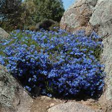It can be tricky to grow at home and requires full sun and good drainage. Lechenaultia Biloba Growing Native Plants