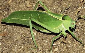 Click on the short youtube video to hear the sounds of the katydid bugs. Giant Katydid Long Legged Green Leaf Imitator Animal Pictures And Facts Factzoo Com