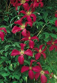 Dark red clematis found in: The Best Big Blooming Clematis Finegardening