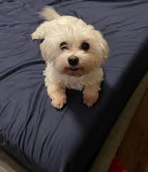 Marla adopted by special needs dog experienced owner