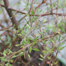 Image result for Coptosperma zygoon