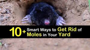 Learn how to get rid of moles using one of several different methods. 10 Smart Ways To Get Rid Of Moles In Your Yard