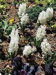 Maybe you would like to learn more about one of these? Reach For The Moon Sbs Gardening
