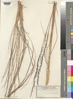 Image result for Eragrostis nindensis