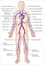 3 objectives •identify and discuss the factors involved 7 Human Body Ideas Human Body Circulatory System Human Anatomy And Physiology