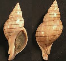 Image result for Hunteria