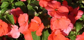 Image result for Impatiens shirensis