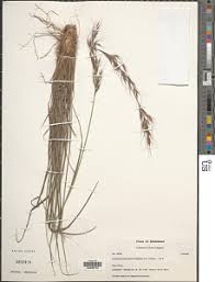 Image result for Isachne kiyalaensis