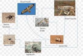 A mangrove forest food chain: Sahara Gobi Desert Food Chain Food Web Png 1590x1081px Sahara Biome Carnivora Carnivoran Decomposer Download Free