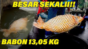 Grand Opening New Tirta Gadog Boboso Hadiah Utama 150jt Youtube