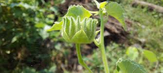 Image result for Abutilon englerianum