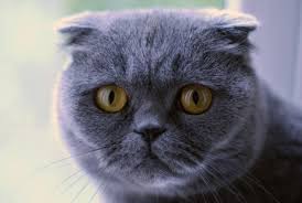 Bu Sevimliligin Altinda Dram Yatiyor Scottish Fold Kedi Almayin