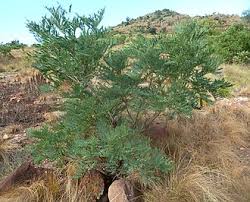 Image result for Elephantorrhiza suffruticosa