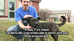 Dogs and puppies cats and kittens horses rabbits birds snakes. Adopted Brenda Labrador Retriever Akita Mix For Adoption In Indiana Youtube