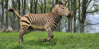 Image result for zebra