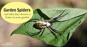 John jackman, texas a&m university. Garden Spider A Welcome Friend Or A Scary Foe