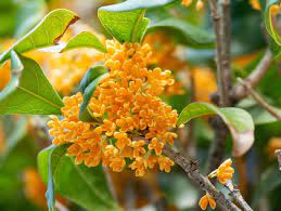 We did not find results for: Osmanthus Fragrans F Aurantiacus Fragrant Olive