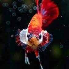  Wallpaper Ikan Cupang Android Ikan Cupang Gambar Galeri