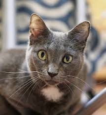 The Buzz Cat Cafe Called Pawffee Shop To Open In Grand Chute
