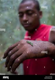 Raising butterflies hi-res stock photography and images