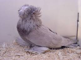 Trumpeter Pigeons Pigeon Pictures Weird Birds Pigeon