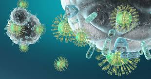 immune system ile ilgili görsel sonucu