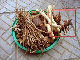 Image result for Aframomum alboviolaceum