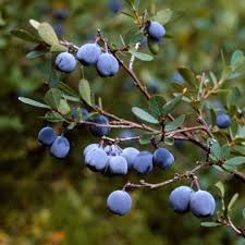 Image result for Vaccinium madagascariense