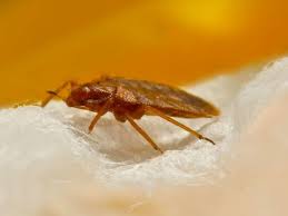 Maybe you would like to learn more about one of these? Flea Vs Bed Bug Bites Identification Other Bites And What To Do Next