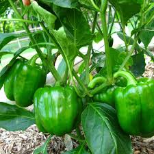You can also grow peppers indoors if you care for them properly. Growing Peppers In Your Container Vegetable Garden Organic Authority