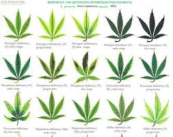 Leaf Illustrations And Charts To Help Diagnose Plant