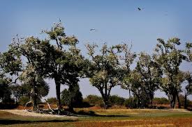 Image result for Dalbergia melanoxylon