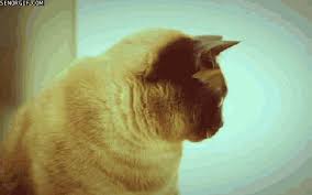 We would like to show you a description here but the site won't allow us. Cat Vision Funny Cat Videos Cats Cat Gif