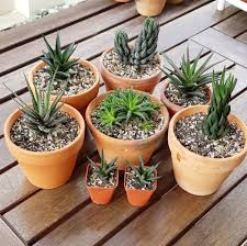 Arranging cactus plants is a great resource for learning how to arrange different types of cactus plants. The Art Of Repotting Succulents The Right Way