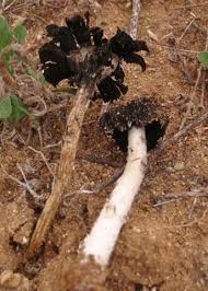 Image result for Gymnosporia arenicola
