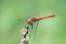 Survey: Occoquan Regional Park Butterfly and Dragonfly