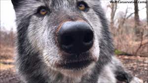 Baby animals have the power to melt all hearts, even those made of steel. Beautiful Black Wolf Curious And Cute Youtube