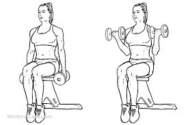 The seated dumbbell curls is performed in such a way that minimises the use of momentum in the exercise, so it's great for ensuring that you are not 'cheating' the regular bicep curl in any way. Seated Dumbbell Curl Illustrated Exercise Guide Workoutlabs