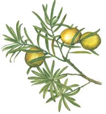 Image result for Afrocarpus falcatus