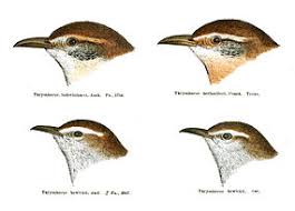 Is the carolina wren endangered? Carolina Wren Wikipedia