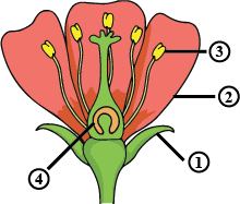 It has three main parts called, stigma, style and ovary. Name Male And Female Reproductive Parts Of The Above Figure
