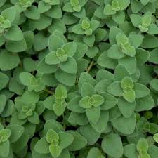 These ground oregano are unmissable cheat codes. Hot And Spicy Oregano Herb Plants For Sale Free Shipping