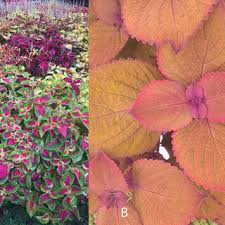 Image result for Ceropegia namuliensis