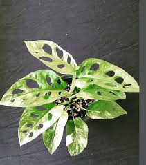 Variegated monstera adansonii plant with 1 leaf rooted. Variegated Adansonii Gardening Plants On Carousell