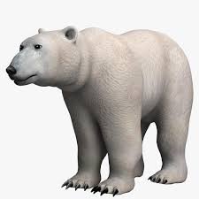 Polar Bear 3d Model Ad Polar Bear Model