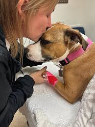 Dog's Vet Visit for Cough Diagnosis and Recovery