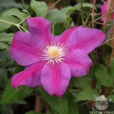 We did not find results for: Clematis Sunset Conteneur 3 Litres Clematis Plants Sunset