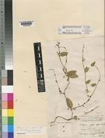 Image result for Marsdenia cynanchoides