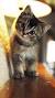 Background Kittens Wallpaper